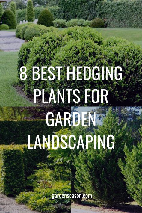 Best Plants For Hedges, Hedged Garden Ideas, Hedge Garden Ideas, Backyard Hedges Landscaping Ideas, Hedge Plants Landscaping Ideas, Small Hedges Border, Garden Hedge Ideas, Front Garden Hedge, Small Garden Hedges