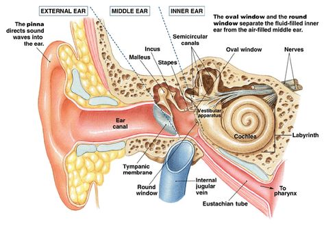 Auditory processing Structure Of Human Ear, Inner Ear Diagram, Middle Ear Anatomy, Human Ear Diagram, Inner Ear Anatomy, Swimmers Ear Remedy, Human Ear Anatomy, Ear Diagram, Ear Structure