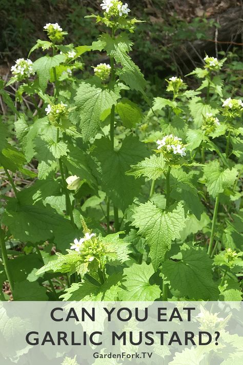 Wild Mustard Plant, Garlic Mustard Plant, Oregon Plants, Herb Identification, Purslane Recipe, Spring Foraging, Wild Mustard, Learning Herbs, Medicinal Wild Plants