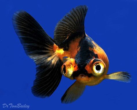 Telescope Goldfish, Big Eyed Fish, Under The Sea Creatures, Goldfish Tattoo, Goldfish Aquarium, Fish Sketch, Goldfish Art, Goldfish Tank, Fancy Goldfish