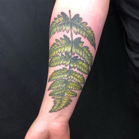 Fern from last night #flyingtigertattoo_cincy #ohiotattooers #cincinnatitattooartist #ladytattooers #colortattoo #fern #ferntattoo #foliage… Potted Fern Tattoo, Traditional Fern Tattoo, Lady Fern Tattoo, Neotraditional Fern Tattoo, Fern Tattoo Linework, Fern Tattoo, Color Tattoo, Traditional Tattoo, Maple Leaf Tattoo