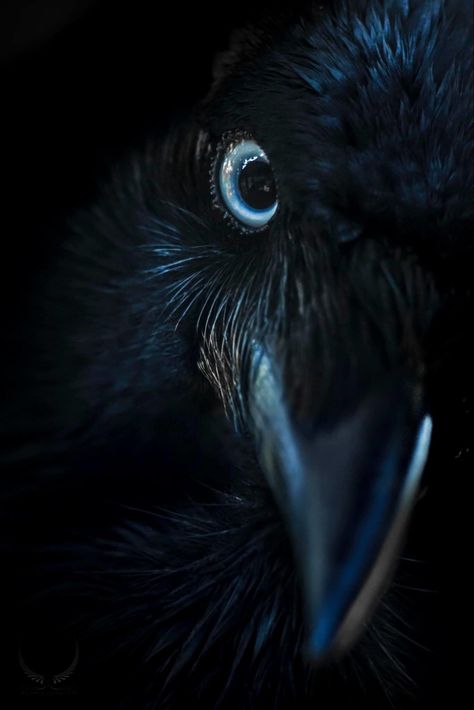 Pictures Of Ravens, Raven Aesthetic Bird, Crow Aesthetic, Raven Aesthetic, Crow Spirit Animal, Raven Pictures, Rabe Tattoo, Regard Animal, Raven Feather