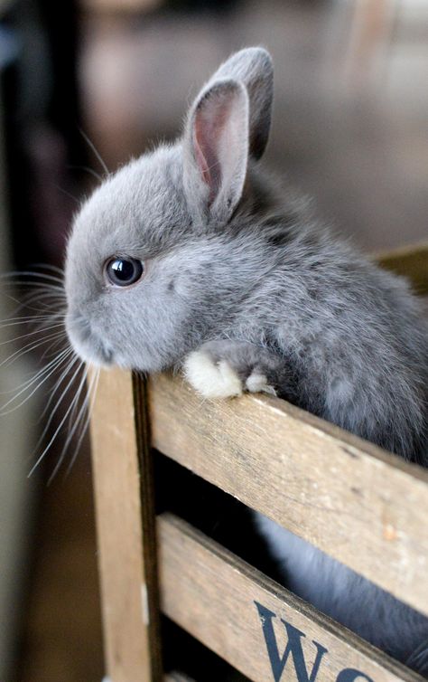 Baby Animals Pictures, Pet Bunny, Bunny Pictures, Pet Rabbit, Baby Animals Funny, Fluffy Animals, Baby Bunnies, Cute Animal Pictures