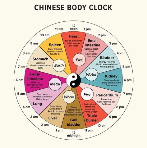 You may have heard of the body’s biological clock before, but what about the Chinese body clock? Rooted in traditional Chinese medicine, the Chinese body clock is based on the idea that you can make the most of your energy and specific organs by using them when they’re at their peak. The peaks of individual organs within the body vary. For example, the lungs are at their height between 3 a.m. and 5 a.m. every day I am going to test this for 21 day and give you feed back. #feedback #yester... Chinese Body Clock, Biological Clock, Liquid Waste, Body Clock, Skin Diet, Clear Thinking, Eat Lunch, Bone Marrow, Traditional Chinese Medicine