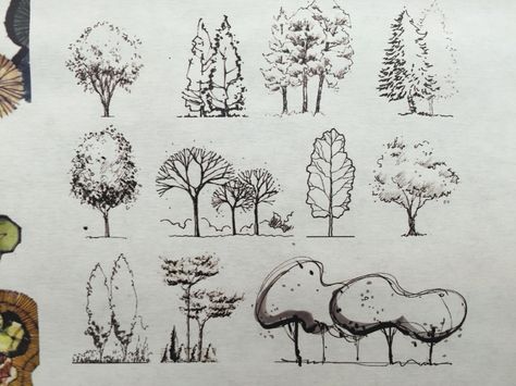 tree symbols in elevation. Drawing Ideas Landscape, Doodle Plants, Design Drawing Ideas, Architectural Trees, Plant Sketches, Landscape Design Drawings, Architecture Drawing Sketchbooks, Landscape Architecture Drawing, Elevation Drawing