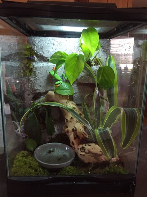 Pet Frog Enclosure, Tree Frog Enclosure Ideas, Frog Cage Ideas, Tree Frog Terrarium Ideas, Whites Tree Frog Enclosure, Dumpy Tree Frog Terrarium, Green Tree Frog Enclosure, Dumpy Frog Terrarium, Tree Frog Vivarium