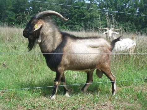 Goat Breeding, Best Farm Animals, Kiko Goats, Sheep Horns, Pig Feeder, Cattle Feeder, Goat Breeds, Goats For Sale, Nelson Family