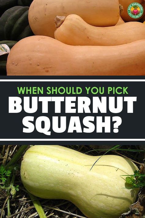 Curing Butternut Squash, When To Pick Butternut Squash From Garden, When To Harvest Winter Squash, Green Butternut Squash Recipes, When Is Butternut Squash Ready To Pick, How To Tell When Butternut Squash Is Ripe, When To Pick Butternut Squash, When To Harvest Butternut Squash, Harvesting Butternut Squash