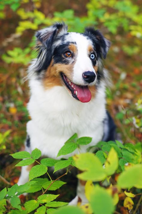 Australian Shepherd Heterochromia, Two Different Colored Eyes, Different Colored Eyes, Aussie Puppies, Aussie Dogs, Dream Dog, Australian Shepherd Dogs, Pretty Dogs, Corgi Puppy