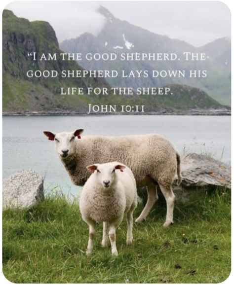 John 10 11, John 9, Family Service, John 10, Norway Travel, The Good Shepherd, Word Of God, Bible Quotes, Norway