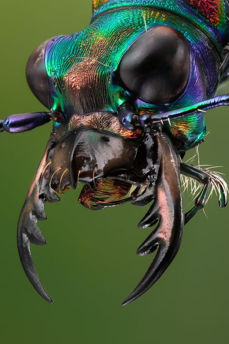 Tiger Beetle, Asian Tigers, Mesmerizing Eyes, Regard Animal, Insect Photography, Beetle Insect, Cool Bugs, Beautiful Bugs, Creepy Crawlies