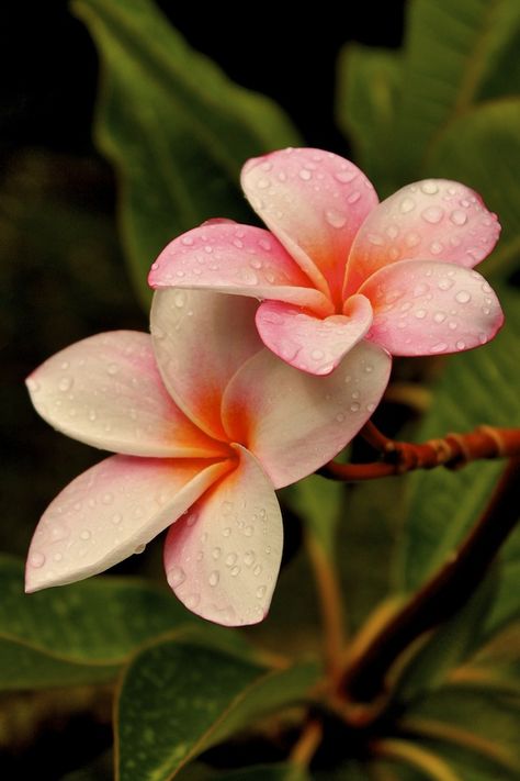 Indi Ocean Fiori Frangipani, Flores Plumeria, Plumeria Flowers, Most Beautiful Flowers, Flowers Garden, Water Droplets, Unique Flowers, Orchid Flower, Exotic Flowers