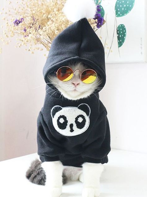 Söt Katt, Cat Sunglasses, Cat Fashion, Wearing Sunglasses, Pet Day, Cat Costumes, Pet Cat, Cat Clothes, Halloween Cat