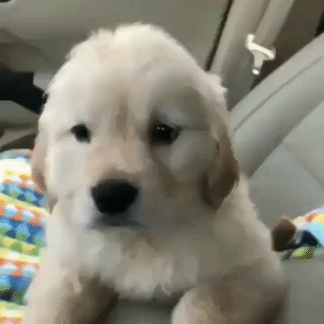 New trending GIF on Gif Puppies Gif, Cutest Puppy Ever, Puppy Kisses, Sleeping Puppies, Sick Dog, Cute Puppy Pictures, Dog Puppies, Cute Puppy Videos, Puppy Breeds