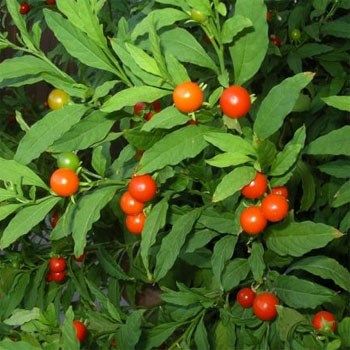 Full Shade Plants, Cherry Seeds, Greenhouse Plants, Cherry Flower, Poisonous Plants, Home Garden Plants, Soil Ph, Plant Spacing, Plant Pictures