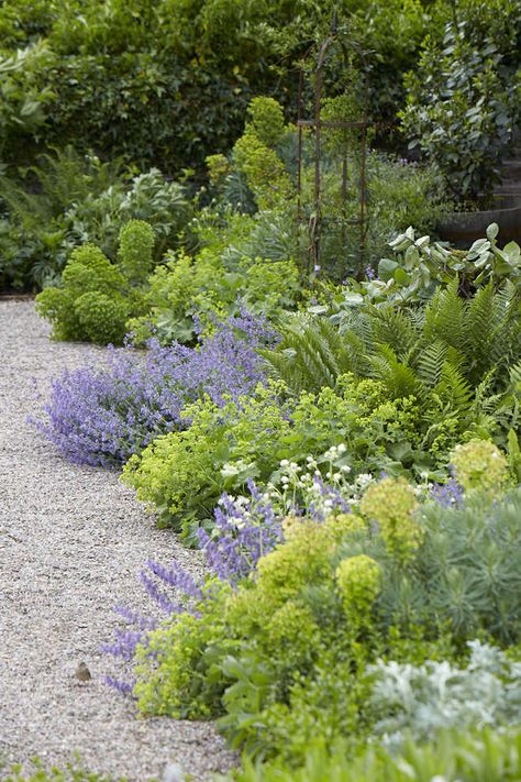 Gardening 101: Lady’s Mantle Mediterranean Garden Design, Alchemilla Mollis, Shade Garden Design, Ferns Garden, Lady's Mantle, Landscaping Diy, Gravel Path, Cottage Garden Design, Gravel Garden