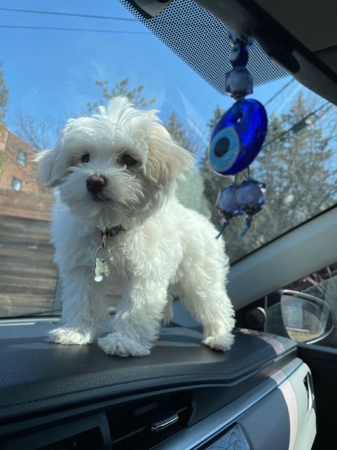 Maltipoo Puppy White, White Maltipoo Puppy, Maltipoo Aesthetic, White Maltipoo, White Dog Breeds, White Fluffy Dog, Cute Puppy Photos, Maltipoo Dog, Bichon Dog