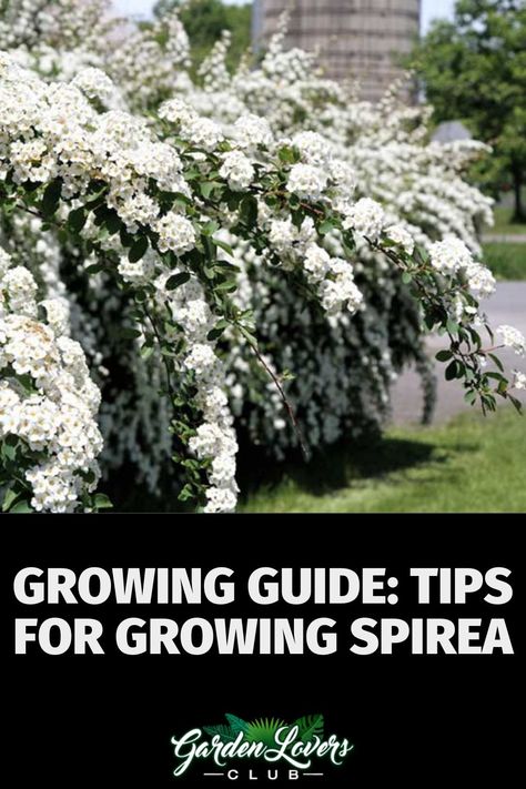 Spirea (Spirea sp) is a deciduous shrub (it loses it foliage in winter) that thrives in USDA plant hardiness zones 3 through 9, depending on the species and variety. While there are about 80 species in the group, they are typically divided into two groups. Spring and summer blooming spirea. Bridal Spirea Bush, White Spirea Flowering Shrubs, Bridal Veil Spirea, Glow Girl Spirea, Bridal Wreath Spirea Landscaping, Spirea Companion Plants, Reeves Spirea, Snowmound Spirea, Spirea Plant