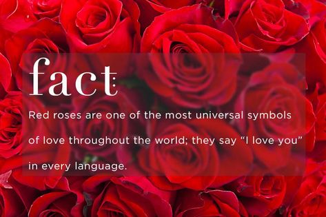 red rose meaning - You don’t have to know anything about the language of flowers to know the meaning of sending someone a bouquet of red roses. No other flower conveys true love like red roses. The deep scarlet shade instantly evokes images of a couple passionately in love. Red roses are one of the most universal symbols of love throughout the world; they say “I love you” in every language. Rose Meanings, Rose Color Meanings, Ftd Flowers, Rose Meaning, Rose Quotes, The Language Of Flowers, Flower Meanings, Color Meanings, Roses Are Red