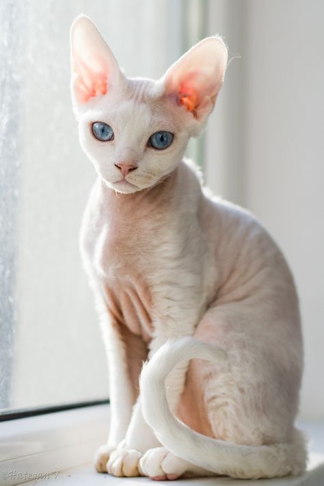 Devon Rex Cats, Cornish Rex, Rex Cat, Söt Katt, Devon Rex, Hairless Cat, Sphynx Cat, Domestic Cat, Sphynx