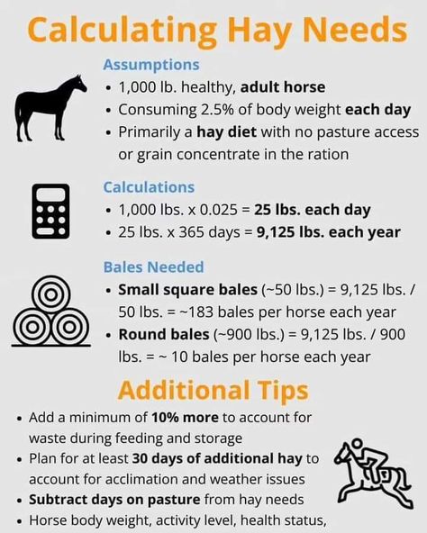 Hay Diet, Horse Farm Ideas, Horse Hay, Horseback Riding Tips, Equine Care, Horse Info, Hay Feeder, Horse Anatomy, Horse Rescue