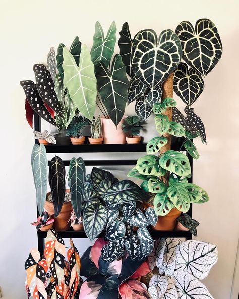 Anthurium Clarinervium, Alocasia Frydek, Monstera Adansonii, Dragon Scale, Begonia Plant Atrium, Thumb Art, Alocasia Frydek, Anthurium Clarinervium, Types Of Houseplants, Plant Goals, Monstera Adansonii, نباتات منزلية, Paper Plants