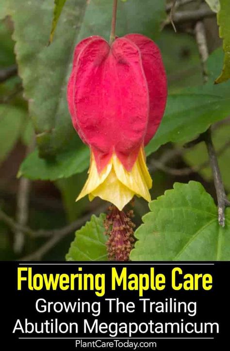 Flowering Maple Care: Growing Trailing Abutilon Megapotamicum Flowering Maple Plant, Growing Maple Trees From Seeds, How To Tap Maple Trees, Brandywine Maple Tree, Malungay Plant, Flowering Maple, Trailing Flowers, Fragrant Garden, Fall Care