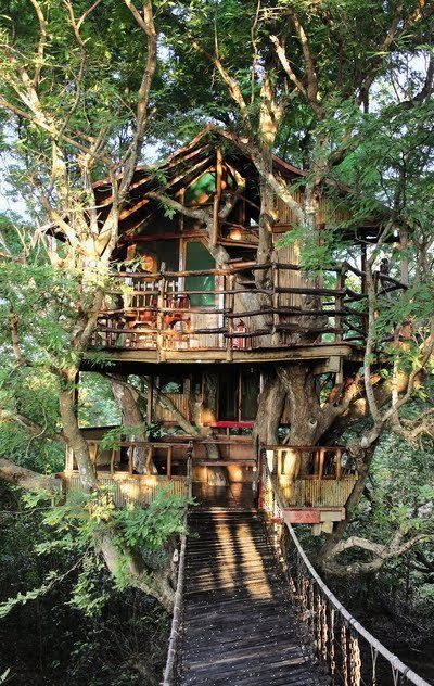 Adult Tree House, Beautiful Tree Houses, Treehouse Hotel, Tree House Plans, Tree House Diy, Tree House Kids, Cool Tree Houses, Tree House Designs, Diy Tree