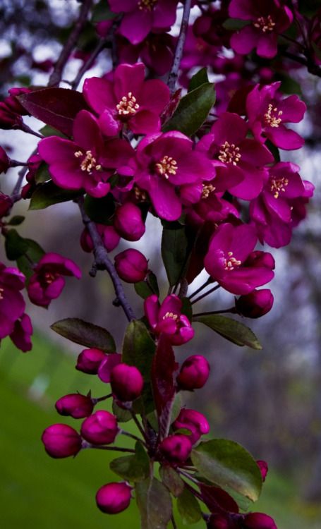 Tree Flowers, Crab Apple, Morning Greetings, Apple Blossom, Flowering Trees, Exotic Flowers, Flower Beauty, Beautiful Blooms, Ikebana