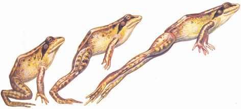 Frog Puppet, Jumping Frog, Frog Illustration, Frog Drawing, Esoteric Art, Wood Carving Designs, Sketches Tutorial, Frog And Toad, Drawing Images