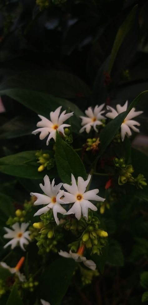 Parijat Flower, Pretty Flowers Photography, Night Flowers, Jasmine Flower, Plant Aesthetic, Sanskrit, Flower Wallpaper, Flowers Photography, Aesthetic Photography