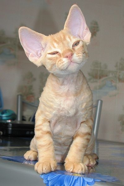 Devon rex katter on Pinterest | Devon Rex, Devon Rex Cats and ... Curly Haired Cat, Devon Rex Kittens, Lady Killer, Devon Rex Cats, Rex Cat, Devon Rex, Sphynx, Cute Kittens, Orange Cat