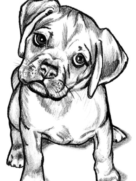 Artistic Red Puggle Puppies, Puggle Dogs, Colorful Hairstyles, Puppy Drawing, Dog Sketch, Animal Sketches, Dog Tattoos, Dog Drawing, Dog Paintings