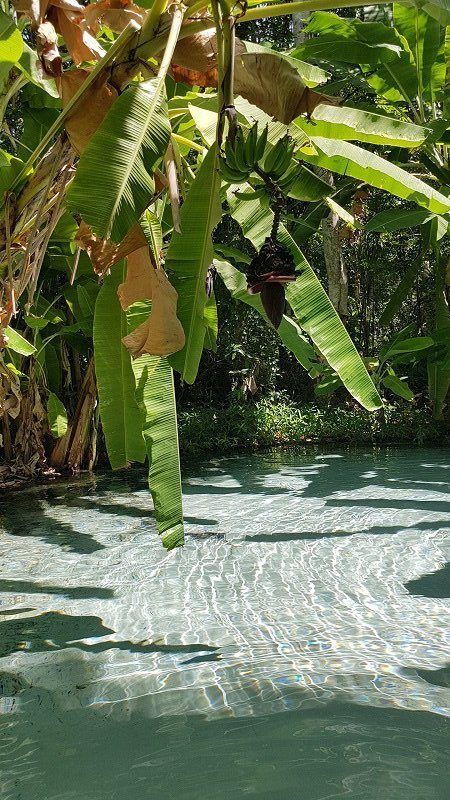 Aesthetic Earth, Environmental Activism, Wildlife Protection, Photography Wildlife, Green Beach, Water Sea, Banana Tree, Beach Water, Tropical Rainforest