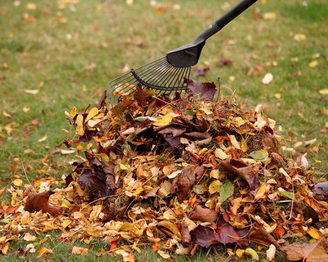 What is leaf mold? 6 steps to perfect leaf mold | Homes & Gardens | Leaf Mould Bin, Leaf Mold Compost, Fall Lawn Care, Leaf Mold, Fall Lawn, Acid Loving Plants, Compost Bags, Permaculture Gardening, Winter Plants