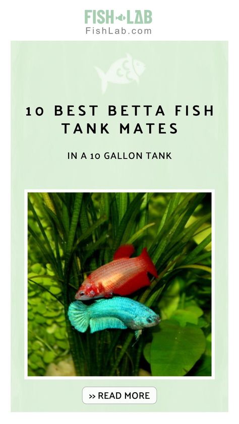 Find ideal tank mates for your Betta Fish in a 10-gallon tank! Discover 10 awesome suggestions, including non-fish options. Ensure a peaceful coexistence and create a harmonious aquarium environment. Keep your Betta solo if prone to aggression. Read on for a more compatible tank setup. >> Aquarium & tank setups, water quality, feeding, compatible fish species, health issues & breeding practices. Betta Companion Fish, Beta Tank Mates, Betta Fish Tank Mates, Betta Fish Tank Ideas, Betta Fish Aquarium, Cory Catfish, Ghost Shrimp, Amano Shrimp, White Gravel