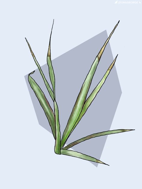 Why Are the Leaves of My Dragon Tree Browning At the Tips? — Plant Care Tips and More · La Résidence Dragon Tree Plant, Money Tree Plant Care, Money Tree Plant, Brown Tips, Dracaena Plant, Indoor Tree, Plant Care Tips, Dragon Tree, Money Tree