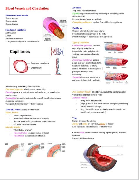 This file is a notes document for the unit on Blood Vessels and Circulation from basic Anatomy and Physiology, a pre-requisite for nursing school This document covers the subjects of: -Structures of blood vessels -Blood Distribution in the body -Blood Pressures -Circulatory Routes -Hemodynamics -Shock Note- Anatomy of the heart itself is in a SEPARATE document titled "Cardiovascular System"  Note- this is a DIGITAL DOWNLOAD. It can be downloaded directly to your device immediately after purchasing. No item will be physically sent to you in the mail Blood Circulation System, Blood Vessels Anatomy, Anatomy Of The Heart, What Is Blood, Medical Radiography, Anatomy Notes, Basic Anatomy, Nursing School Essential, Medicine Notes