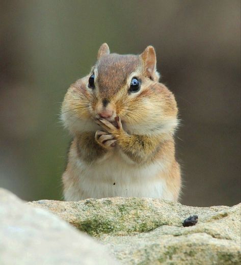 Squirell Cute, Cute Squirell, Chipmunk Cute, Cute Chipmunk, Baby Chipmunk, Cute Squirrel, Pretty Animals, Silly Animals, Cute Wild Animals