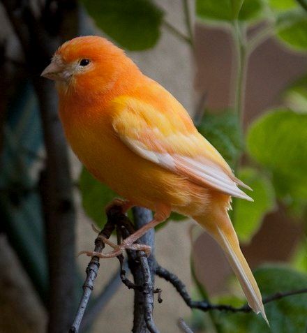 Canaries Bird Pets, Fox Shapeshifter, Domestic Canary, Photos Of Birds, Monaco France, Orange Birds, Yellow Canary, Canary Birds, Bird Care