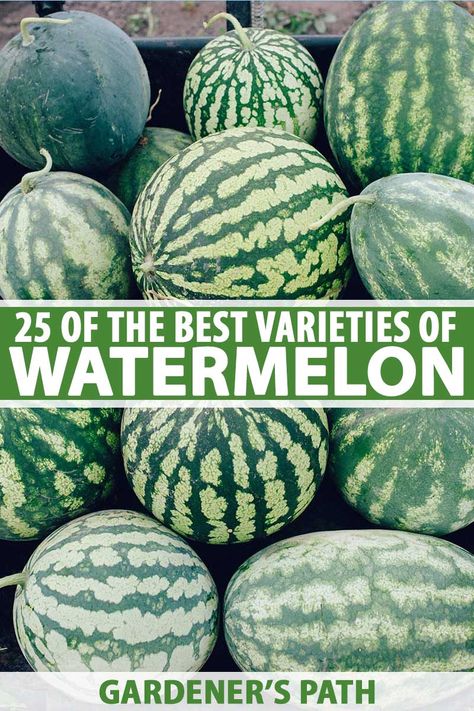 Ready to discover 25 of the best watermelon varieties you can grow in your own garden? This refreshing summer staple comes in a range of sizes with several different colors available, and seedless options too. Learn more about some of the sweetest, juiciest watermelons around. #watermelon #growyourown #gardenerspath Types Of Watermelon, Watermelon Pictures, Watermelon Varieties, Watermelon Images, Best Watermelon, Fried Chicken Recipe Southern, How To Grow Watermelon, Watermelon Benefits, Watermelon Plant