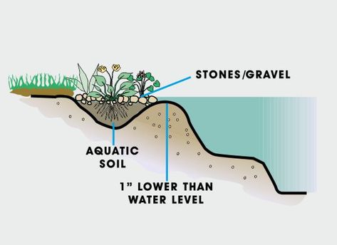 Guide to Bog & Marsh Pond Plants | World of Water Pond Edging Ideas, Pond Edging, Garden Stream, Ponds For Small Gardens, Bog Plants, Aquascape Design, Bog Garden, Natural Swimming Ponds, Outdoor Ponds