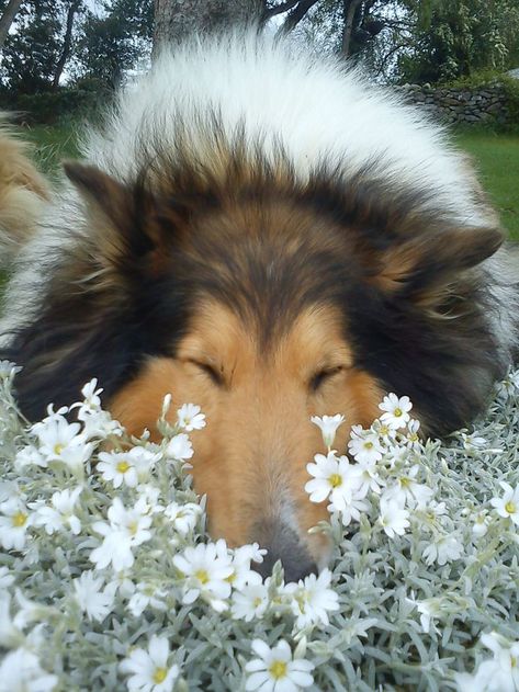 Best Photographs Border Collies sable Suggestions A Edge Collie hails on the borderlands connected with The united kingdom along with Scotland (hence the actual... #Border #Collies #Photographs Shetland Sheepdog Puppies, Smelling Flowers, 강아지 그림, Rough Collie, Collie Dog, Shetland Sheepdog, The Grass, Beautiful Dogs, Border Collie