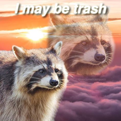 I Am Free, Funny Raccoon, Raccoon Funny, Trash Panda, Racoon, Captured Moments, Historical Events, Animal Memes, Spirit Animal