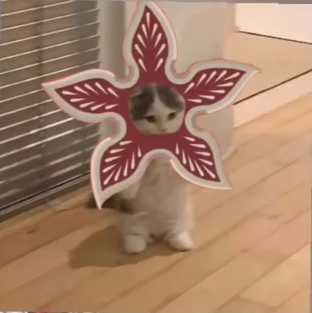 Stranger Things Show, Demogorgon Stranger Things, Stranger Things Tv Series, Standing Cat, Starnger Things, Stranger Things Girl, Cat Pfp, Image Chat, Cat Stands