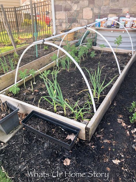 DIY Insect Hoop House or Cabbage Tunnel Diy Garden Hoop Tunnel, Poly Tunnel Ideas, Indiana Gardening, Flower Tunnel, Courtyard Garden Design, Types Of Kale, Hoop House, Garden Netting, Organic Pest Control