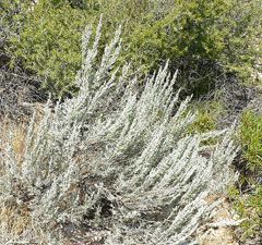 Artemisia tridentata Sage Brush, Big sagebrush, Bonneville big sagebrush Artemisia Tridentata, Big Sagebrush, Sage Bush, Sage Brush, Garden Companion Planting, Decomposed Granite, Sage Plant, Edible Wild Plants, Easy Cold