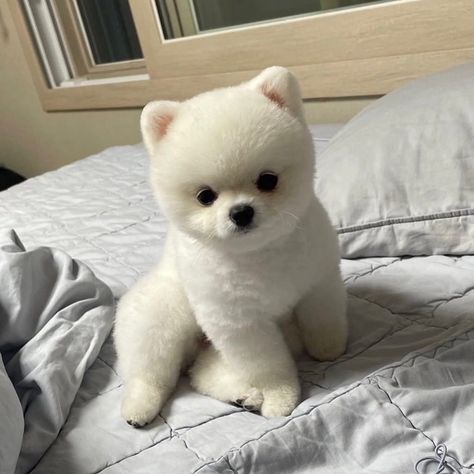 Pomeranian Haircut Teddy Bear, Teacup Pomeranian Full Grown, Pomeranian Teddy Bear Cut, Pomeranian Puppy Haircut, White Teacup Pomeranian, Teddy Bear Pomeranian, White Pomeranian Puppies, Baby Pomeranian, Pomeranian Puppy Teacup