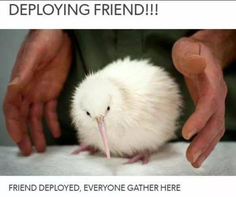 deploying friend! New Zealand Wildlife, Rare Albino Animals, Albino Animals, Kiwi Bird, Unusual Animals, Rare Animals, Amazing Animals, Unique Animals, 귀여운 동물