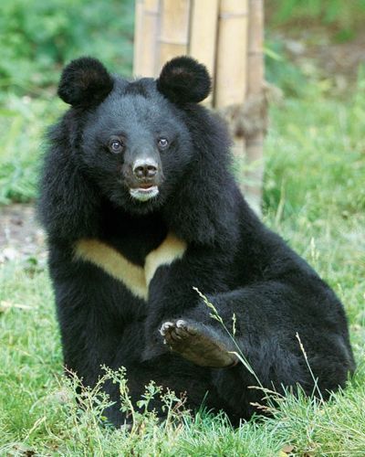 Moon Bears, Asian Black Bear, Asiatic Black Bear, China Moon, Spectacled Bear, Moon Bear, Sloth Bear, Bear Quote, Animal Bear